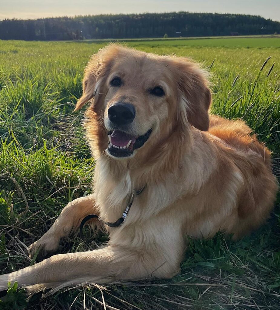 aurinkoinen lara